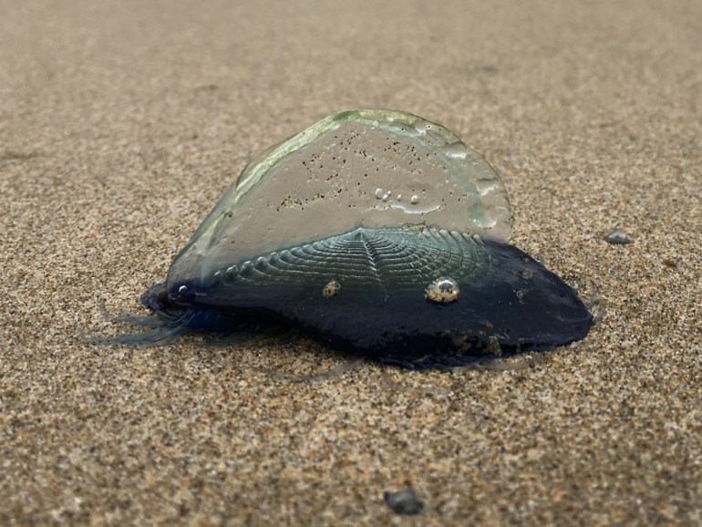 Closeup of a single freshly beached by-the-wind sailor Velella velella resting, sail up, on the sand.