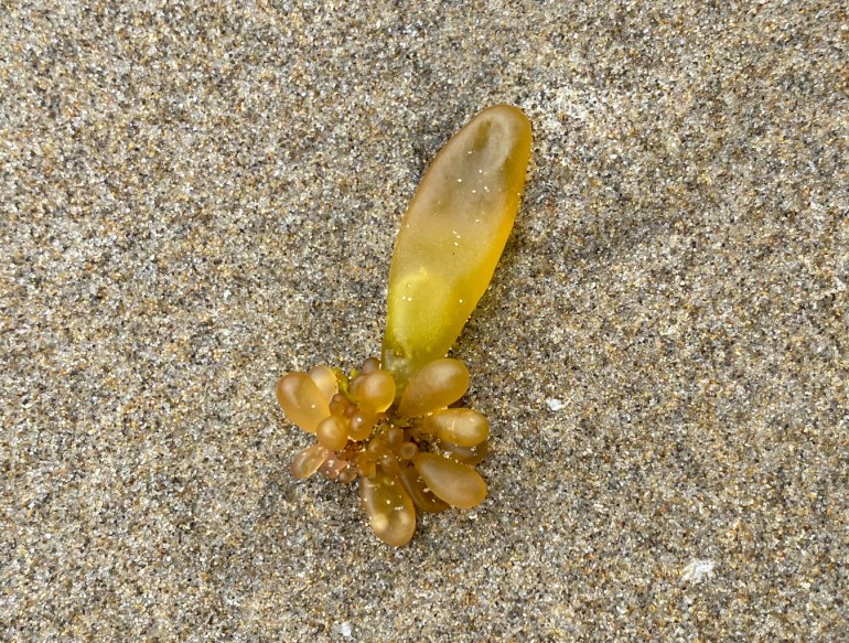 Closeup of a little cluster of drifted sea sacs Halosaccion resting on the sand.