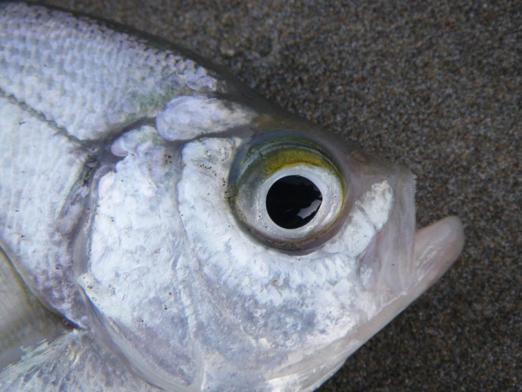 Closeup of the head of a walleye surfperch Hyperprosopon argenteum.