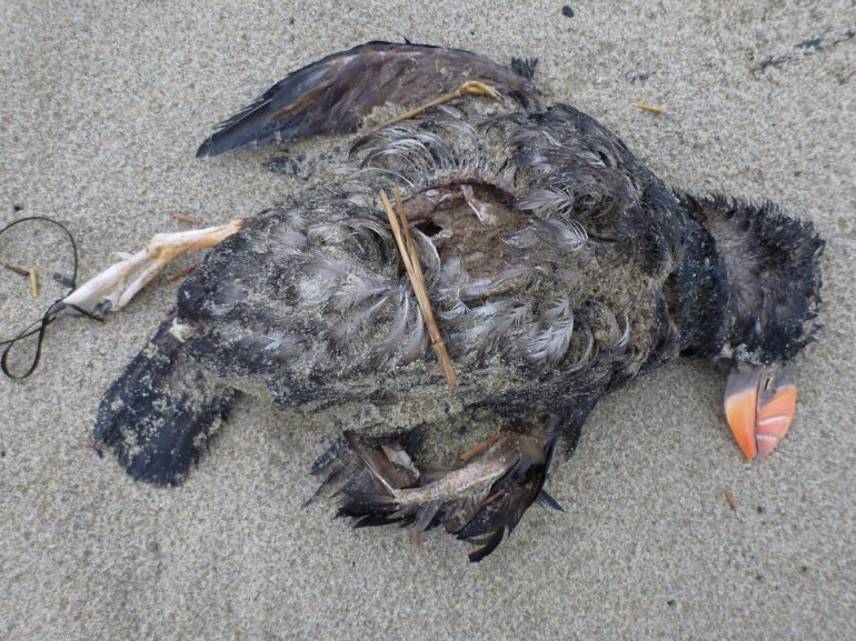 Closeup of a drifted winter (non-breeding) plumage tufted puffin carcass resting on the sand.