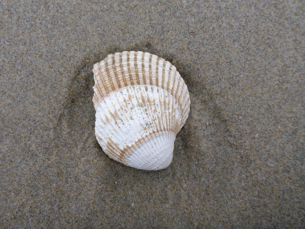 Cloeseup of one valve of and empty and drifted Clinocardium nuttallii shell resting on the sand.