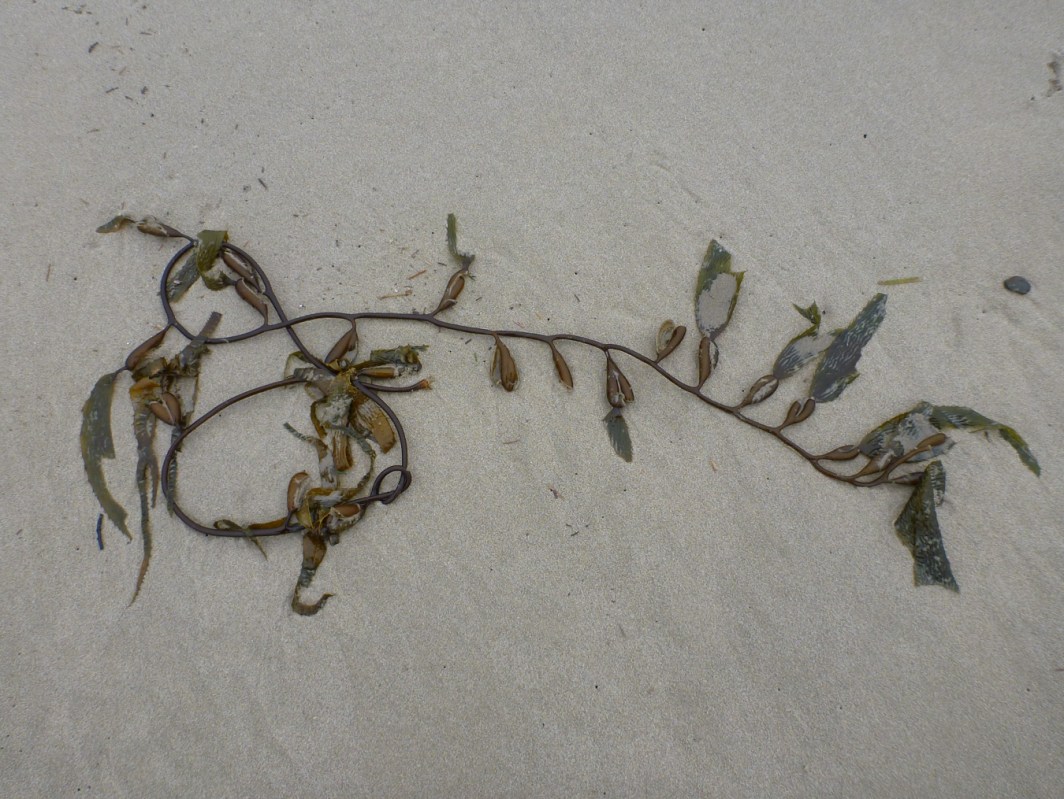 A single strand of drift giant kelp Macrocystis resting on the sand.