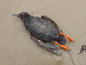 Closeup of a drifted pigeon guillemot carcass resting on the sand.