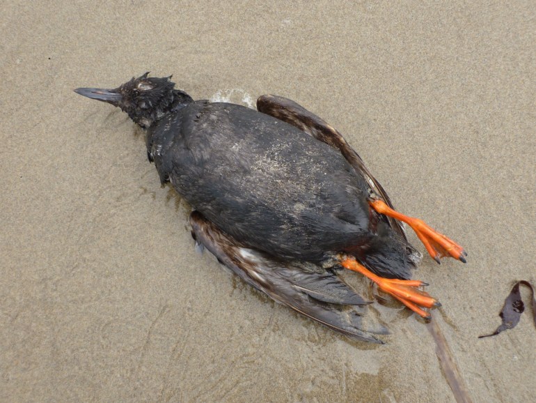 Closeup of a drifted pigeon guillemot carcass resting on the sand.
