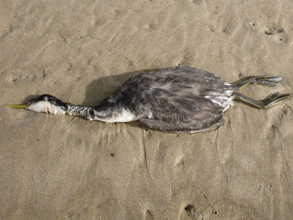 Closeup of a western grebe carcass resting on the sand.