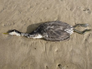 Closeup of a western grebe carcass resting on the sand.