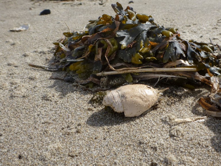 Closeup of a mole crab Emerita analoga test resting on the sand along with a small mass of drift rockweed Fucus.