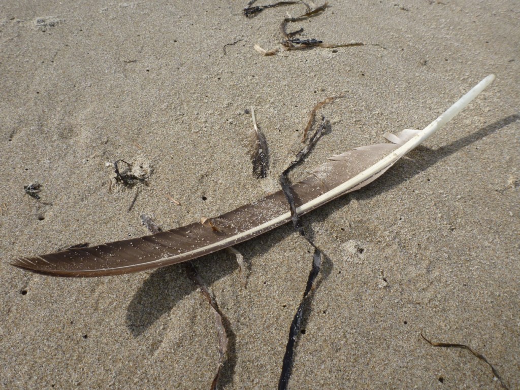 A closeup of a gull primary feather resting in the sand among a few blades of eelgrass Zostera and other wrack line debris.