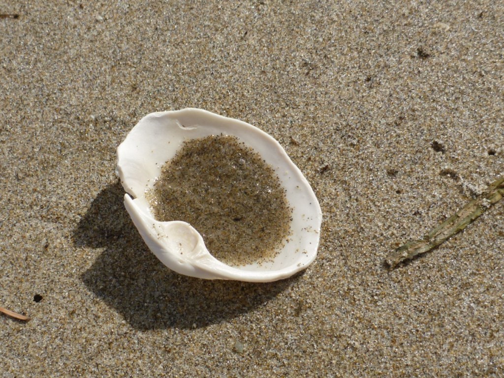 Closeup of a single gaper clam valve, exterior surface forming a cup partially filled with water and sand. Probably Tresus capax.
