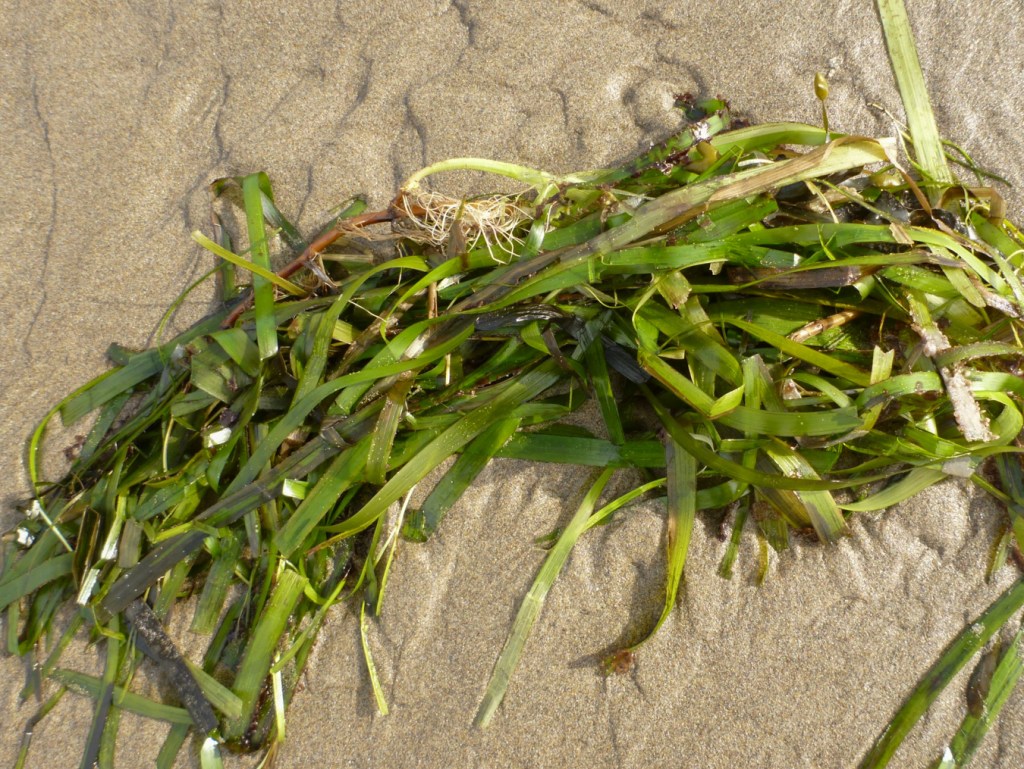 Closeup on a drifted mass of Eelgrass Zostera marina resting on the sand.
