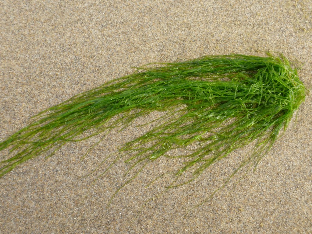 Closeup on a drifted tuft of tubular? green seaweed resting on the sand.