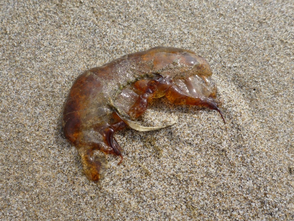 Closeup on a Sea nettle Chrysaora fragment resting on the sand.