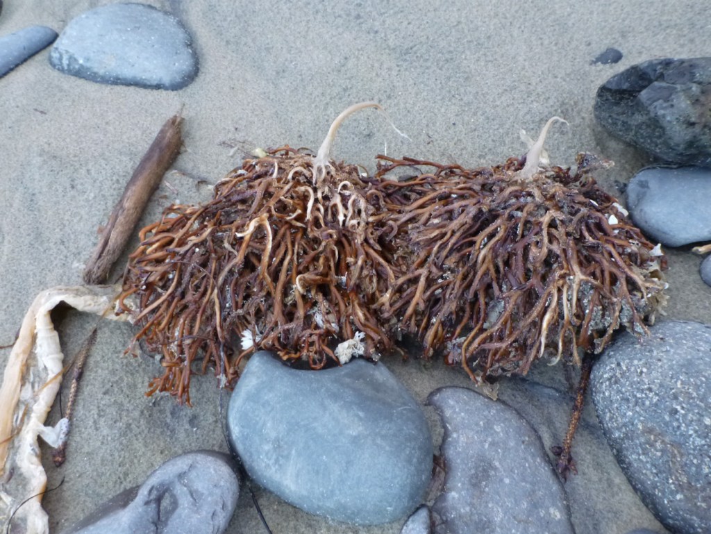 Closeup of two drifted and drying  bull kelp Nereocystis luetkeana holdfasts resting where sand and the cobbles meet. The stipe is eroded away.