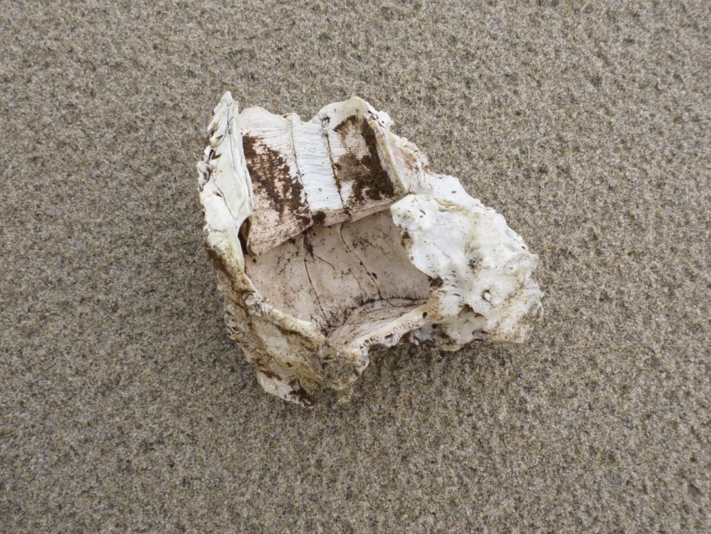 Closeup of an empty giant barnacle Balanus nubilus shell resting on the sand.
