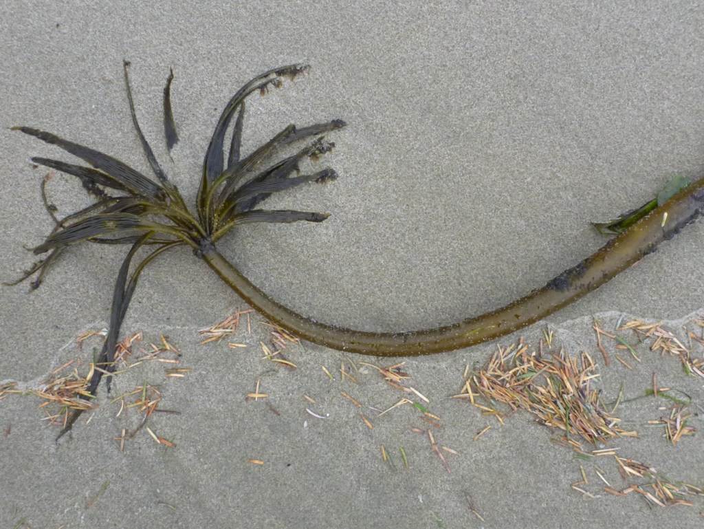 Closeup of a single drift sea palm Postelsia palmaeformis stipe and blades, and conifer needles inn the drift line.