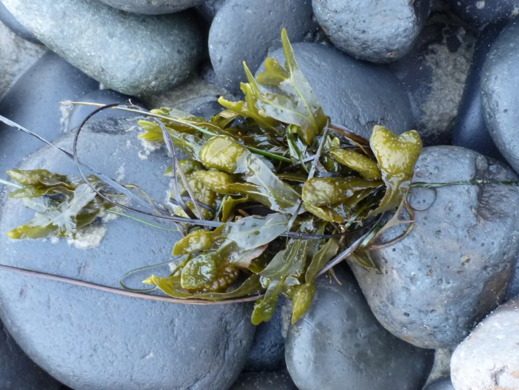 A closeup of drift Fucus washed way up in the cobbles.