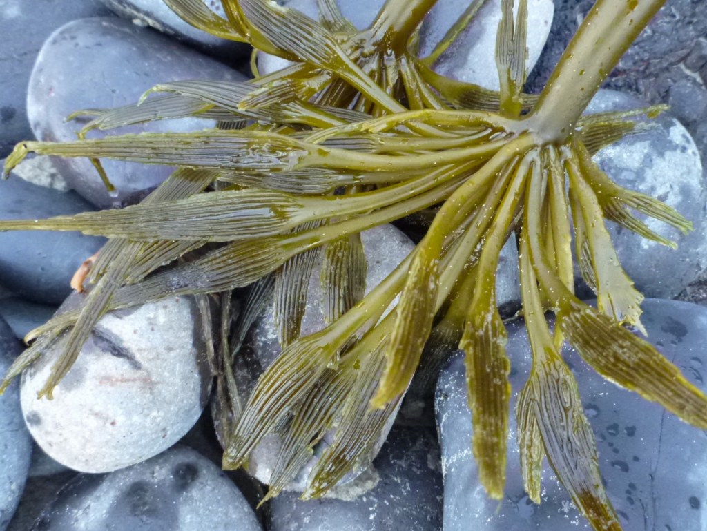 Closeup on the blades of two drift Sea palm Postelsia palmaeformis stipes resting up in the cobbles.