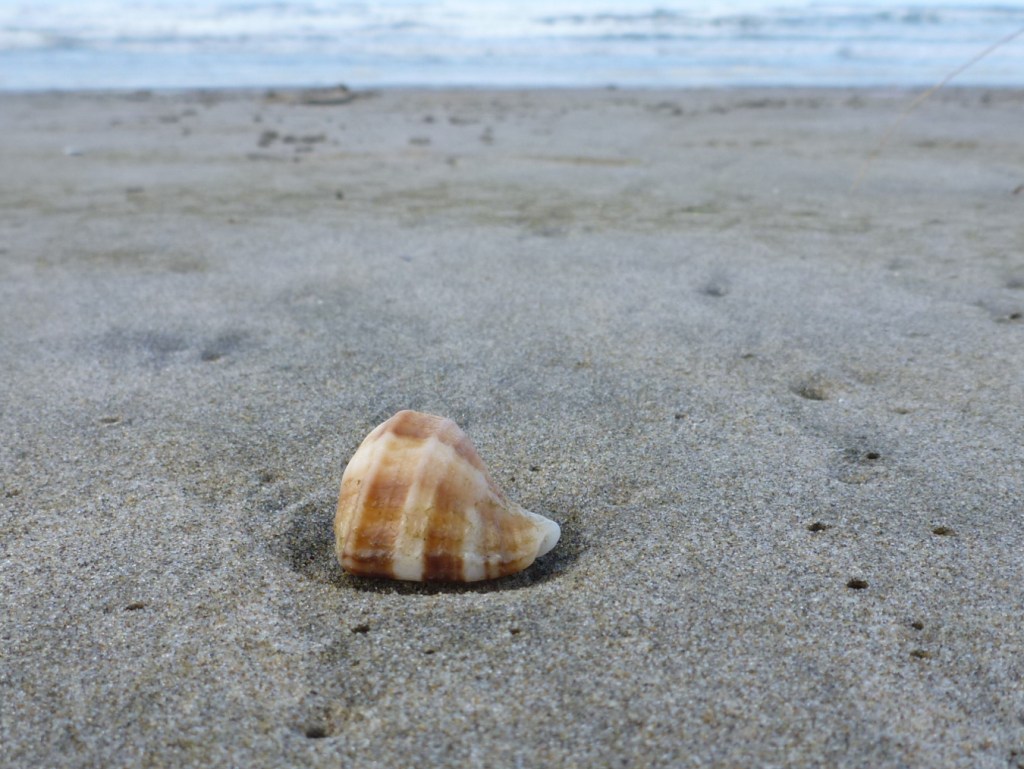In the foreground, an empty, drifted snail shell resting on the sand. Beach and surf zone in the distance.