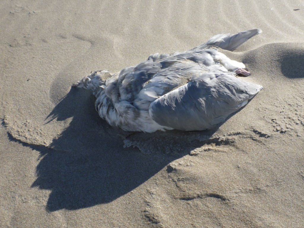 Closeup of a Glaucous-winged gull carcass resting on the sand.