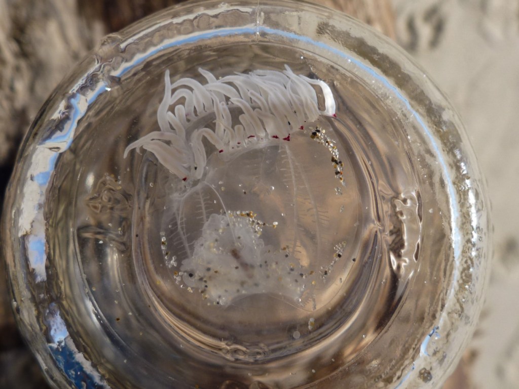 A little bell jelly, probably Polyorchis penicillatus floating in the bottom of an upside down half-pint jar