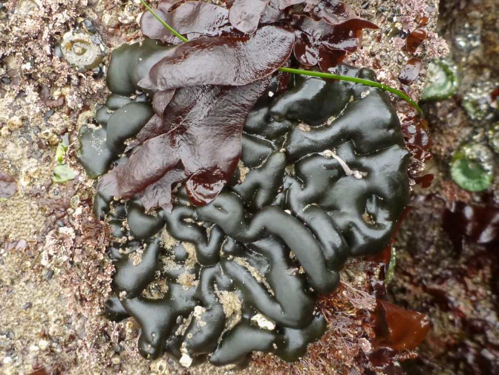 Closeup of a single roundish patch of Codium setchellii.