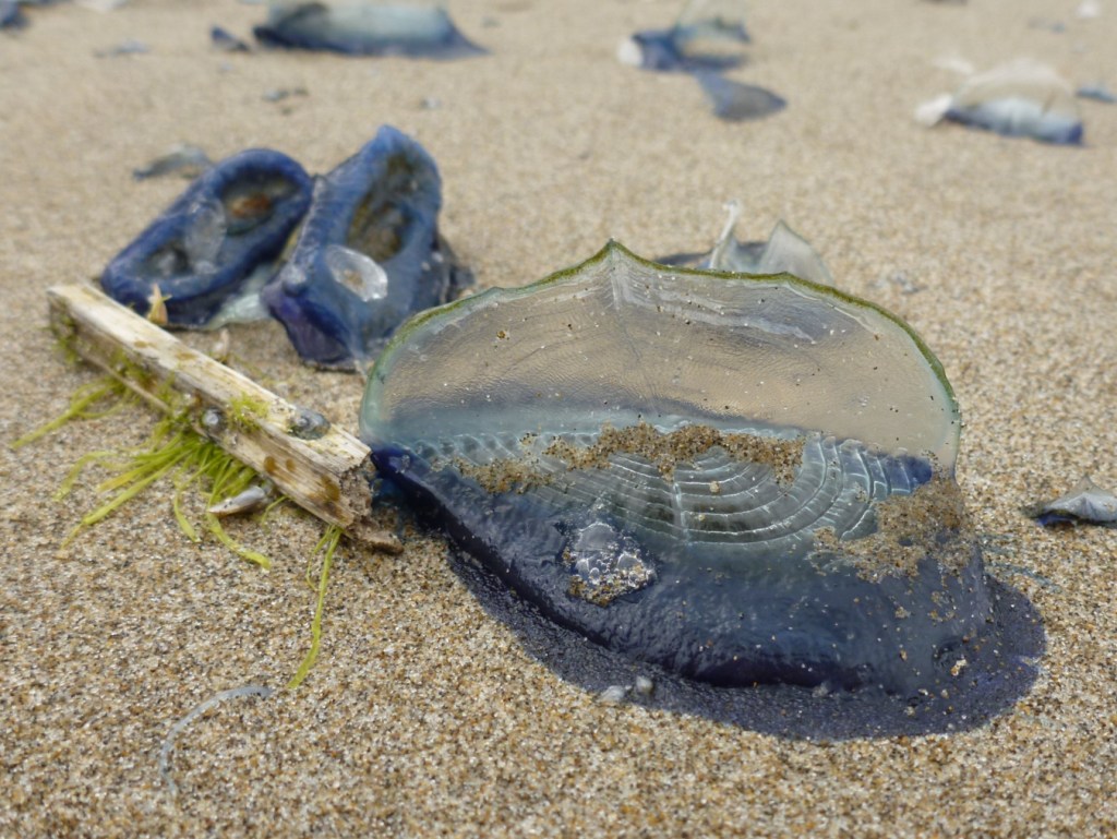 Closeup of a large freshly beached by-the-wind sailor Velella velella resting on the sand. A few others visible in the background.