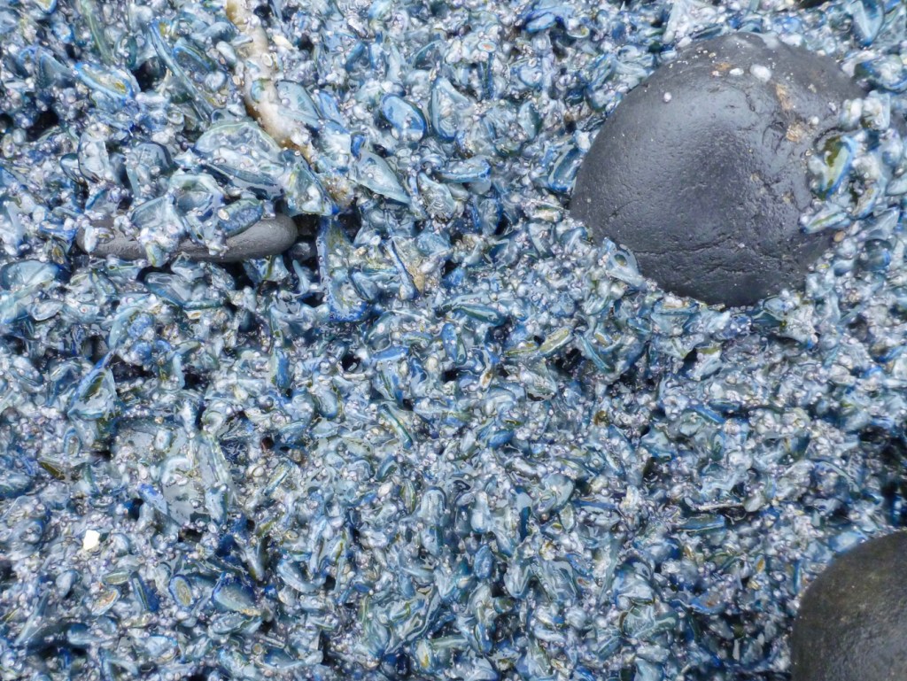Closeup of a dense mat of beachcast by-the-wind sailors, Velella velella.