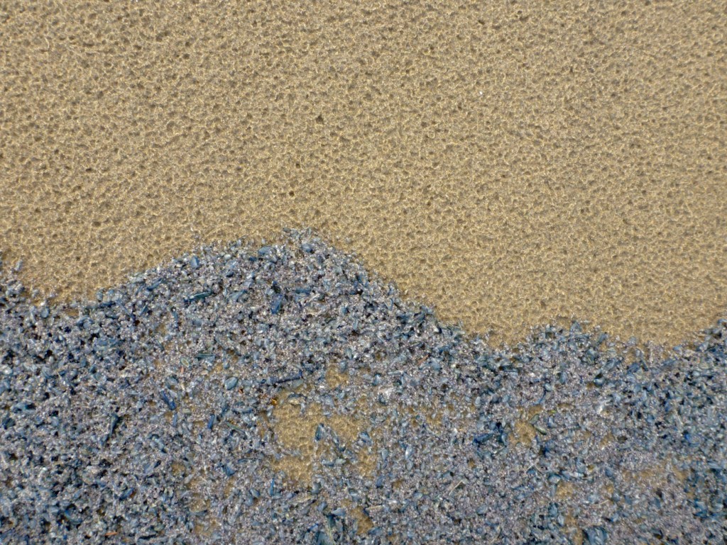 Closeup of the patterns at the top of the tide. Lower portion of the frame is filled by small, densely packed by-the-wind sailor Velella velella, the upper portion of the frame is bare sand dimpled by raindrops.