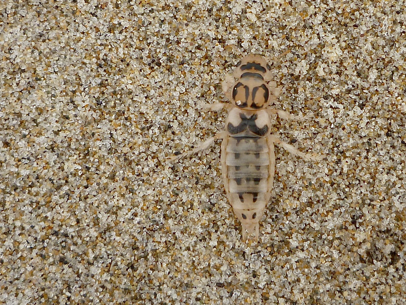Shore Insects – theoutershores