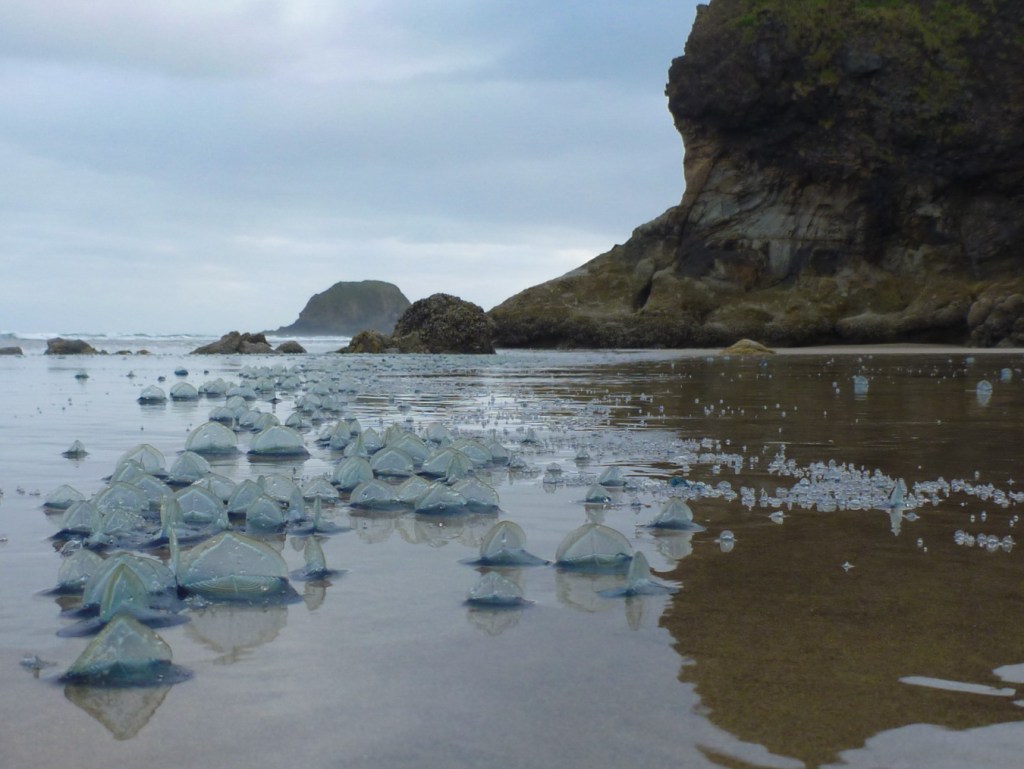  In the foreground, a raft of freshly beached by-the-wind sailors Velella velella resting, sail up, in the mirror. In the mid ground a headland and intertidal rocks, In the distance, the surf zone and a sea stack. Cloudy sky.