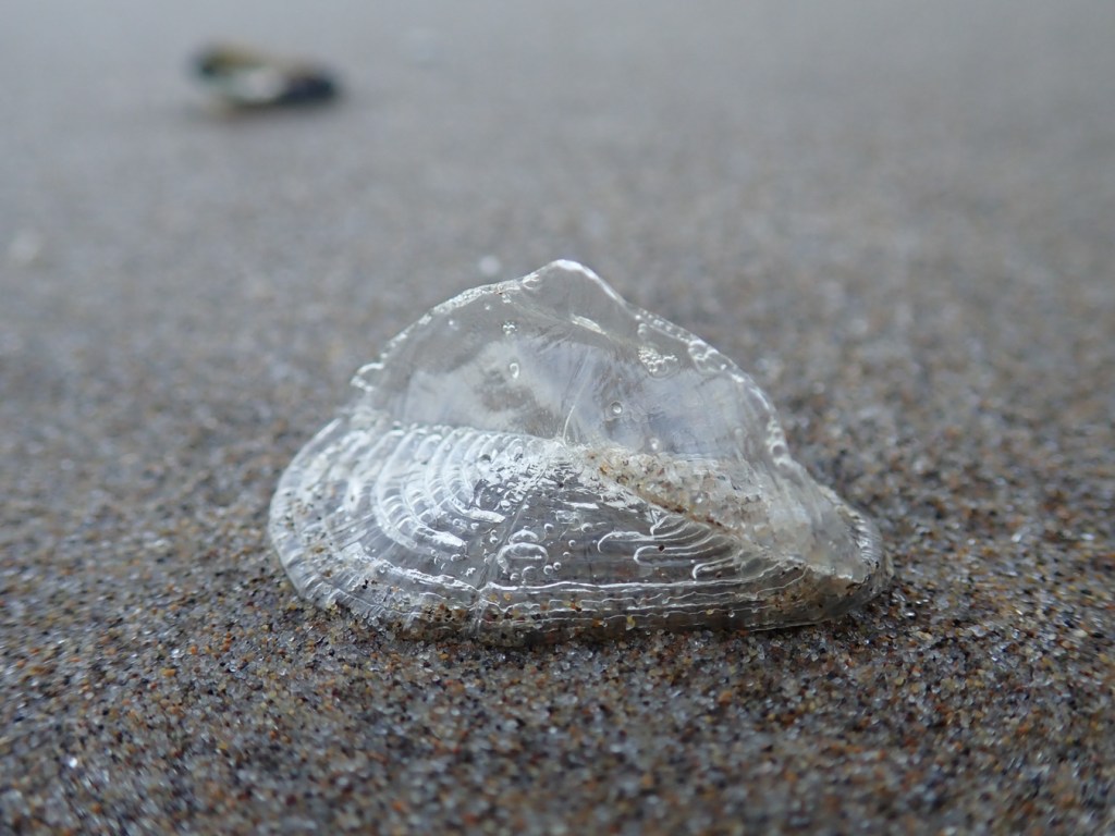 Closeup of the cellophane-like remains of a single by-the-wind sailor Velella velella resting on the sand.