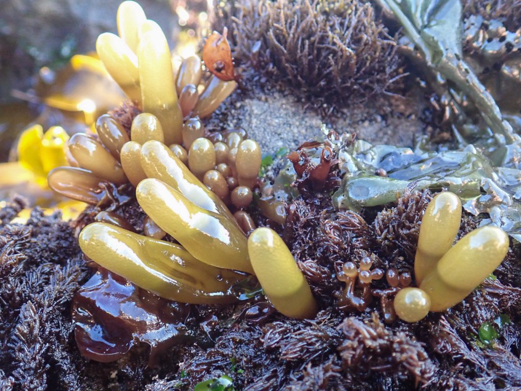 Halosaccion with some other reds. Seawater is visible in several of the sacs.