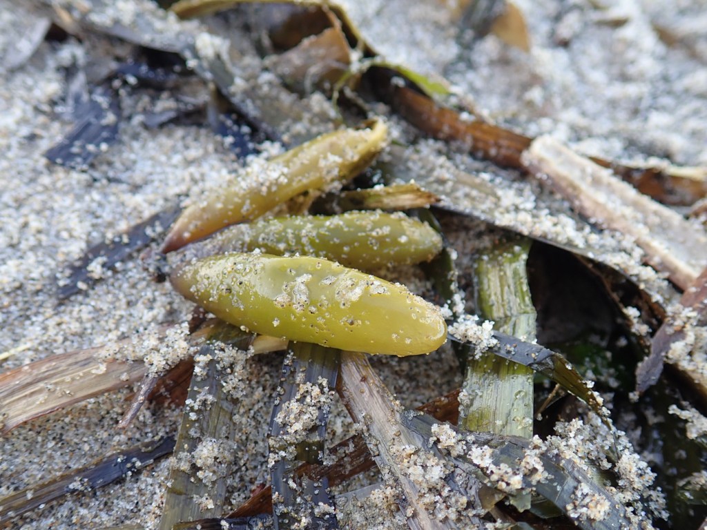 Closeup of a cluster of three drifted sea sacs Halosaccion resting on the sand among eelgrass and other wrack Line debris.