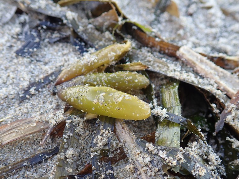 Closeup of a cluster of three drifted sea sacs Halosaccion resting on the sand among eelgrass and other wrack line debris.