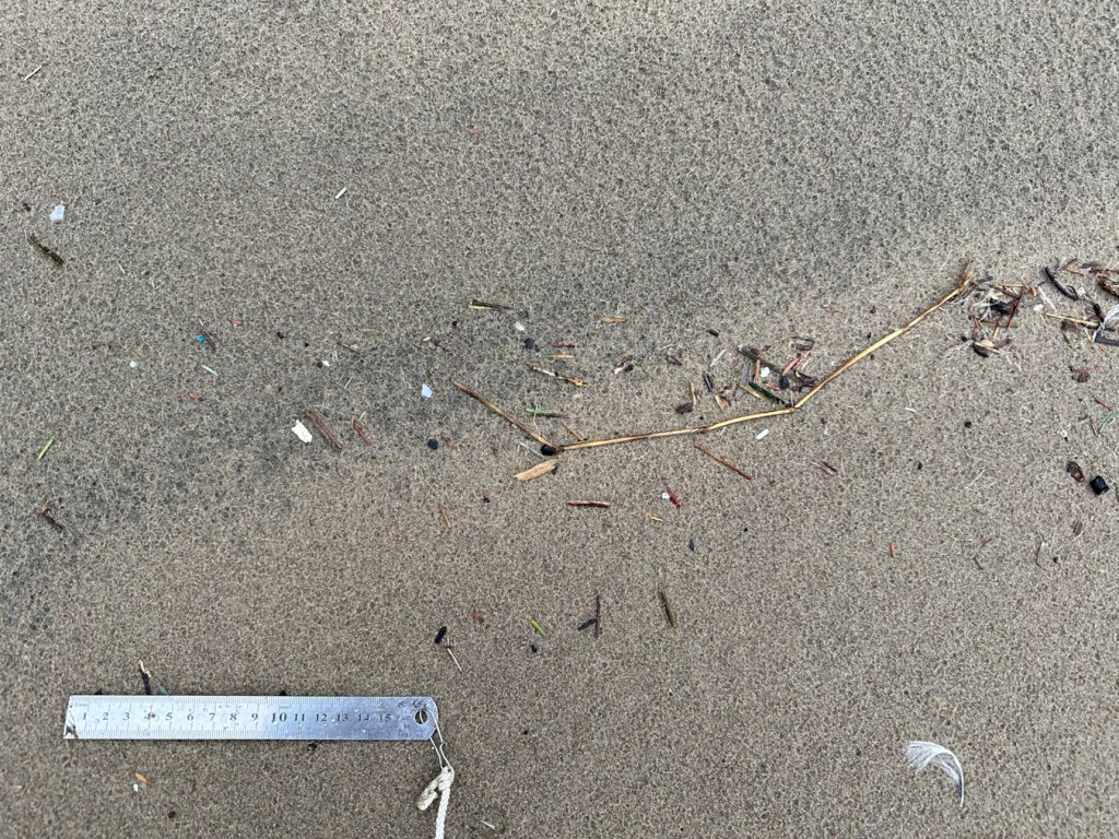 Closeup on a patch of sand at the top of the tide. 15 cm rule for scale.