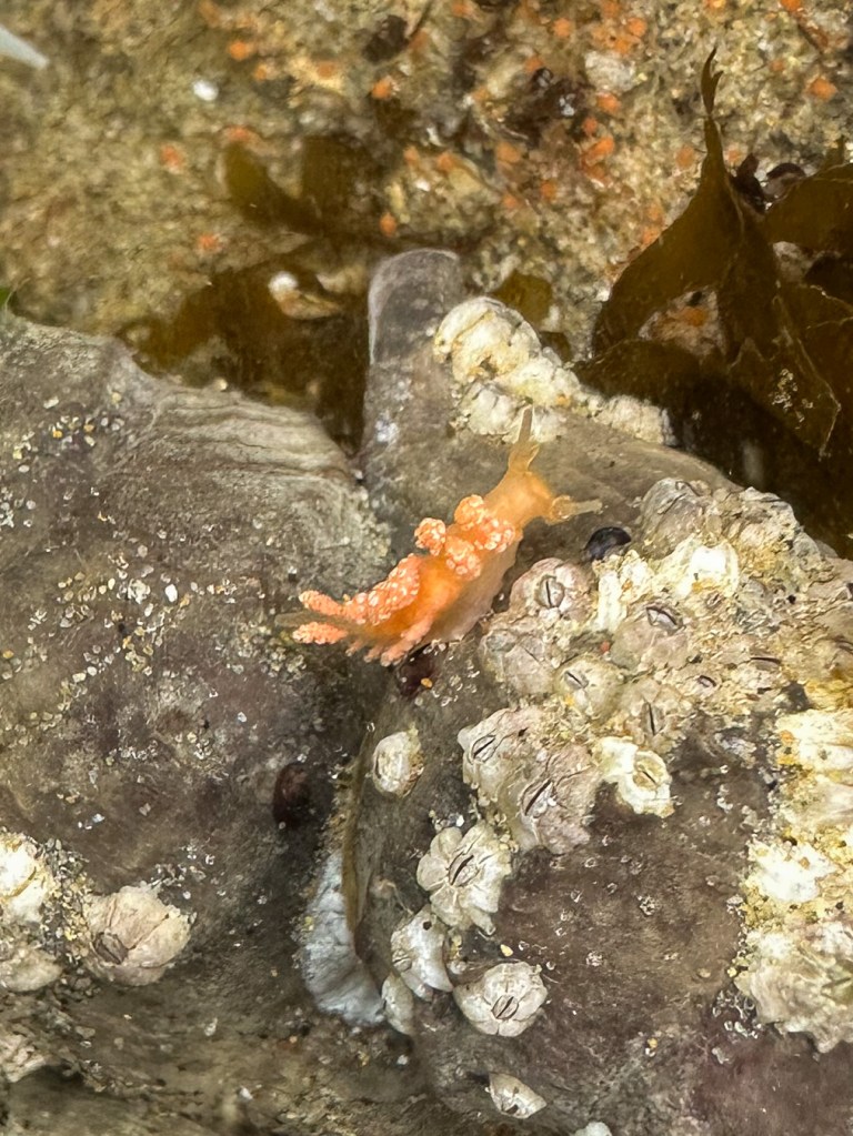 Closeup of a solo Doto, probably Doto amyra, the orange or hammerhead doto. 