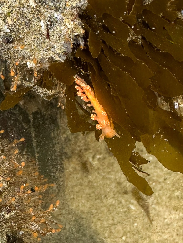 Closeup of a solo Doto, probably Doto amyra, the orange or hammerhead doto. 