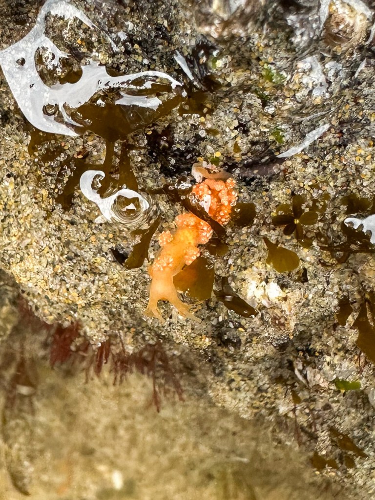 Closeup of a solo Doto, probably Doto amyra, the orange or hammerhead doto. 
