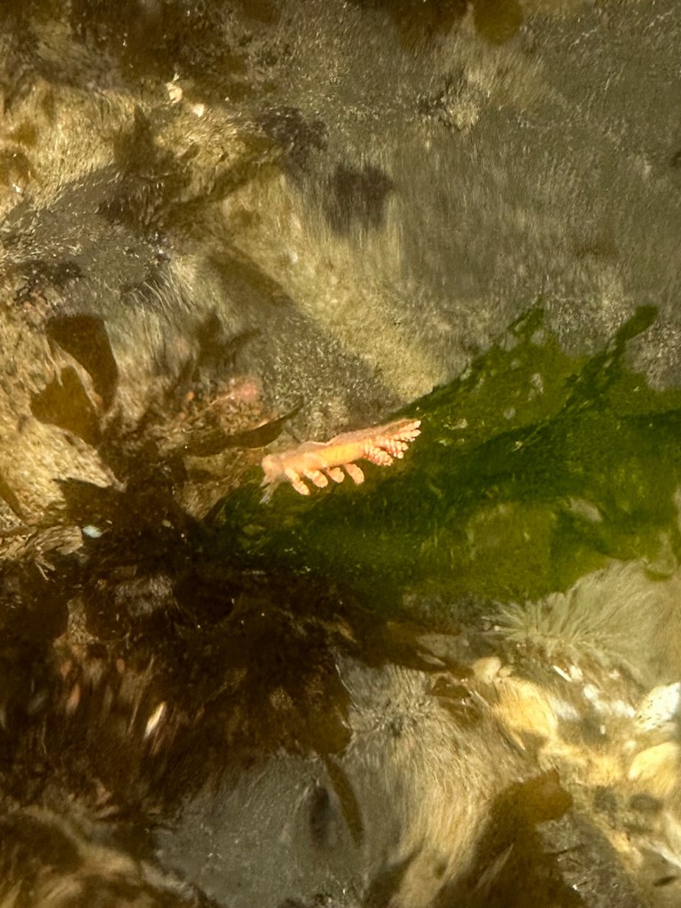 Closeup of a solo Doto, probably Doto amyra, the orange or hammerhead doto. 