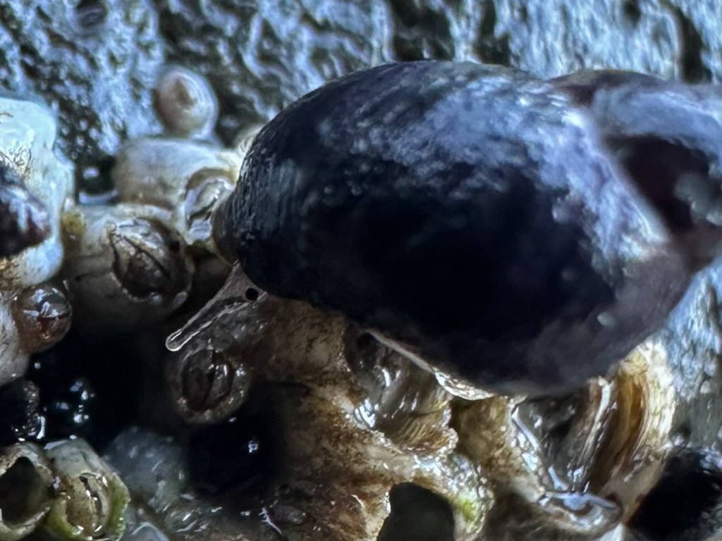 Closeup of a checkered periwinkle, probably Littorina plena, moving over barnacles. Bare rock in the background.