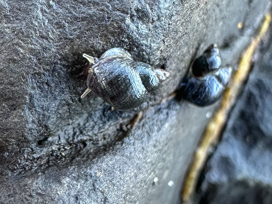 Closeup of a checkered periwinkle, probably Littorina plena, moving over bare rock, both tentacles extended.
