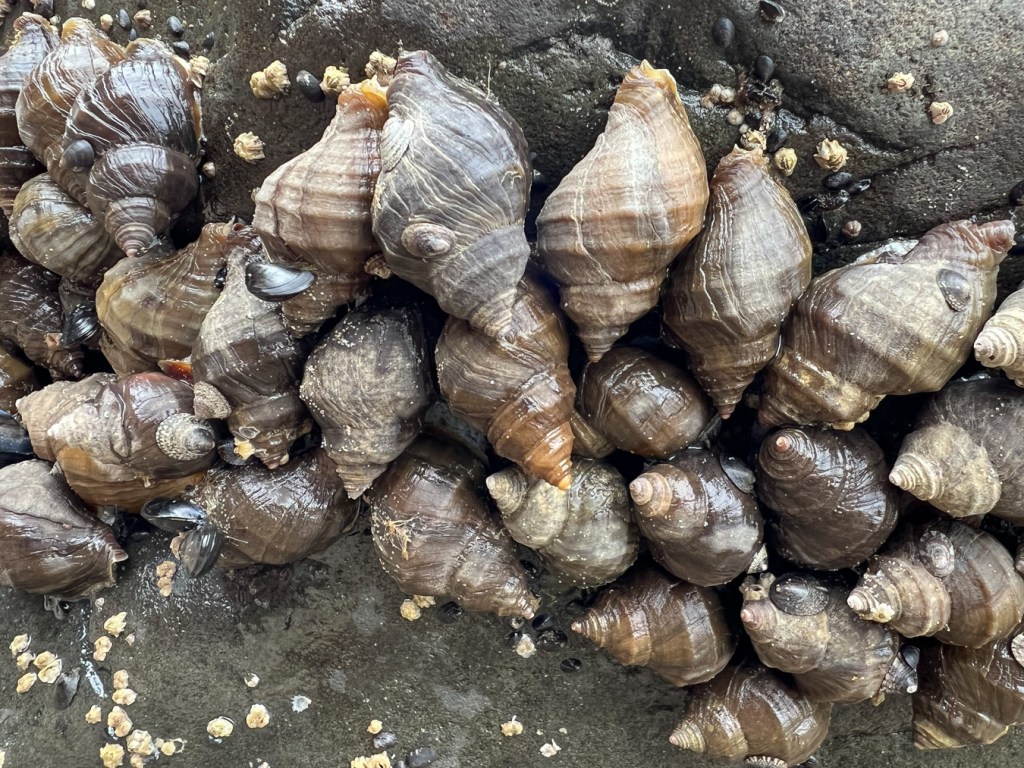 Closeup of an aggregation of about 25 Nucella lamellosa Frilled dogwinkles on a mostly bare rock.