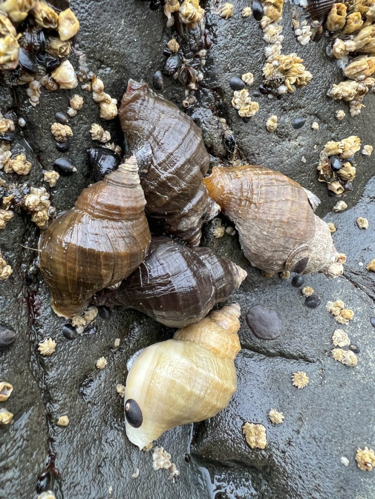 Closeup on four Nucella lamellosa Frilled dogwinkles hosting a few small dark limpets and variable numbers of encrusting barnacles.