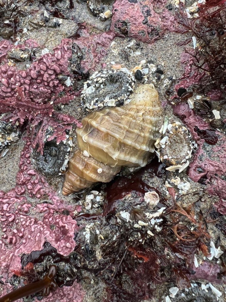 Closeup of a single Nucella lamellosa Frilled dogwinkle. Anthopleura and coralline crust share the scene.
