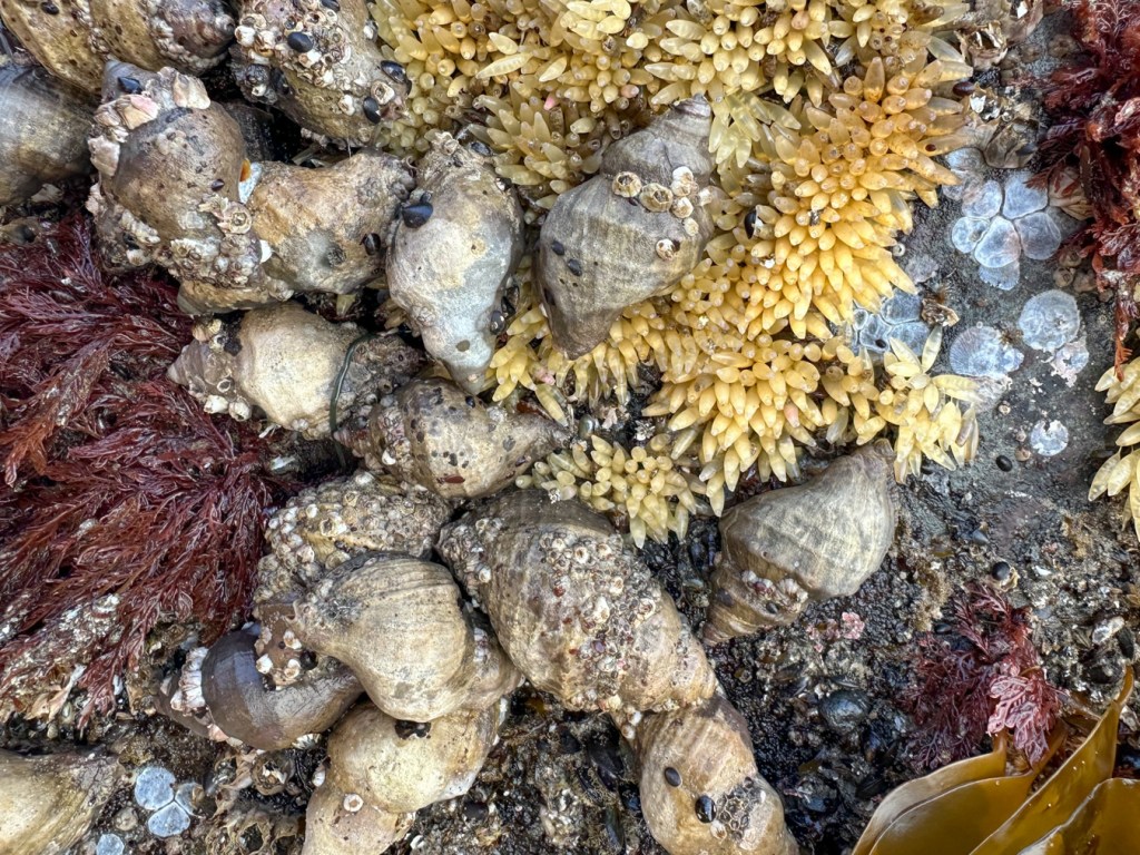 A closeup of an aggregation of about a dozen Nucella lamellosa Frilled dogwinkles around and in a mass of egg capsules.