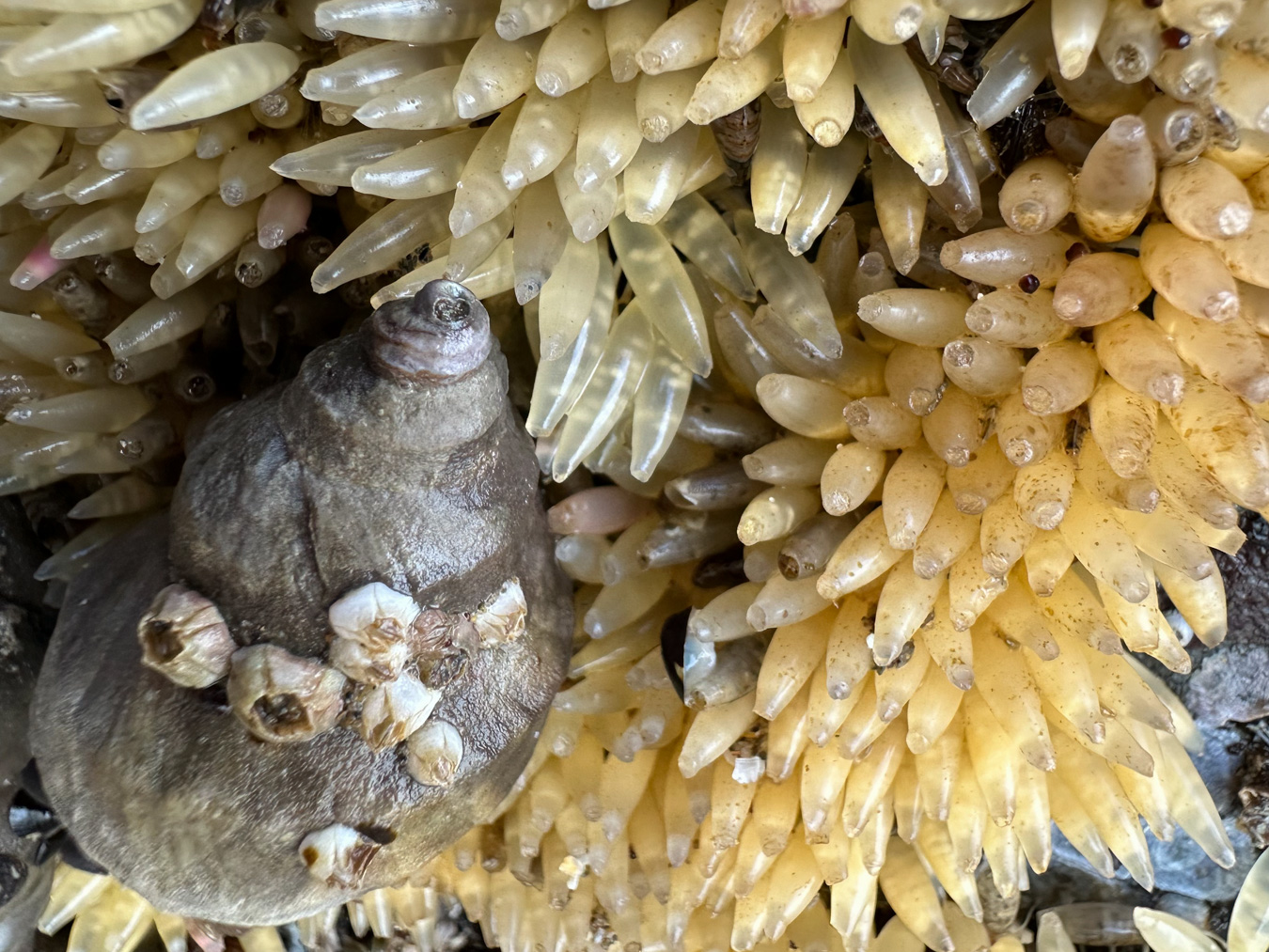 Snails – theoutershores