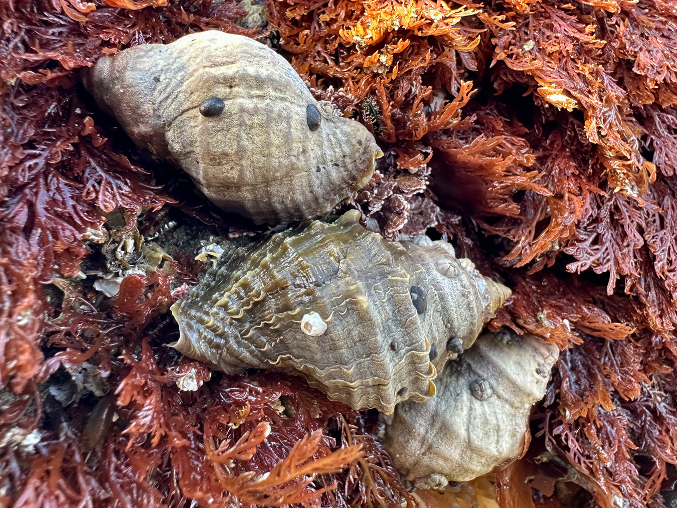 Snails – theoutershores