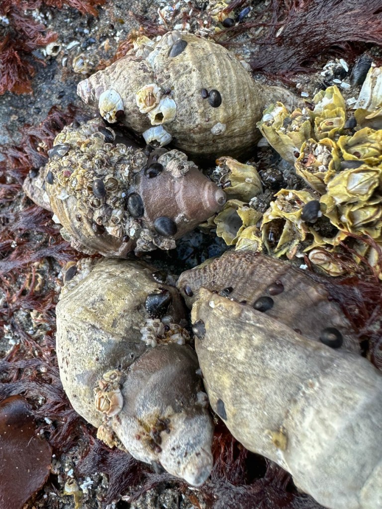Closeup of three Nucella lamellosa Frilled dogwinkles with shells hosting limpets and barnacles.