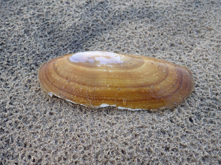 A closeup on an empty and drifted valve of the Pacific razor clam Siliqua patula resting on raindrop-dimpled sand. Exterior surface visible.