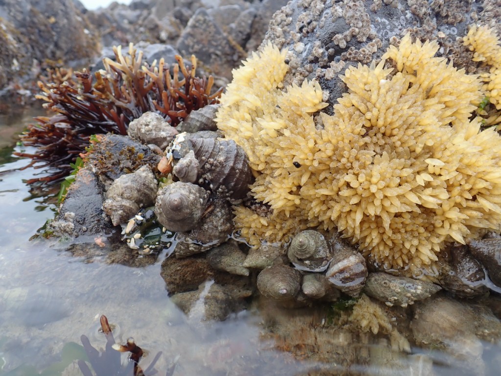 A closeup of an aggregation of Nucella lamellosa Frilled dogwinkles around the edge of a mass of egg capsules.